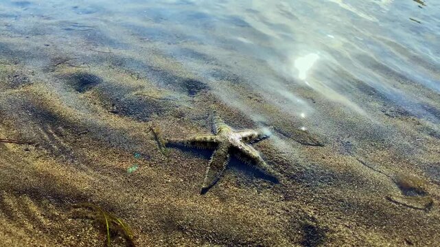 A starfish crawls along the bottom of the sea in search of food at low tide