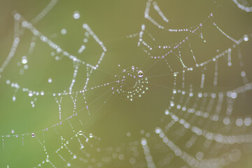 spider web with dew drops