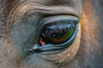 eye of a horse
