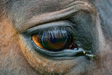 close up of a eye of a horse