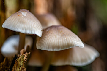 mushroom in the forest