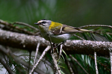 Common firecrest // Sommergoldhähnchen (Regulus ignicapilla / Regulus ignicapillus)