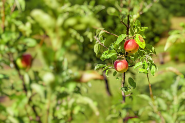 Red apples ripening on a branch in a sunny orchard, symbolizing healthy eating, harvest, and fresh organic fruit