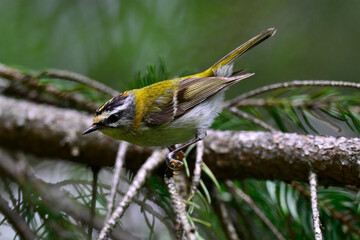 Common firecrest // Sommergoldhähnchen (Regulus ignicapilla / Regulus ignicapillus)