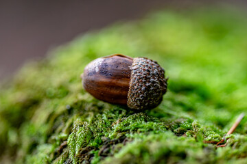 Acorn on moss