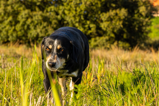 Hunting dog walking through tall grass in a field