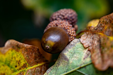 close up of an acorn on leaf