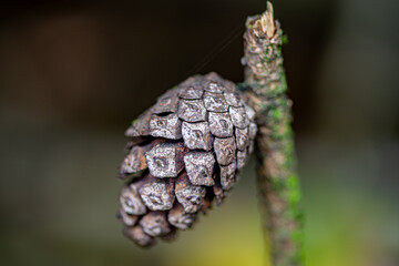 close up of a pine cone