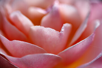 close up of a pink rose