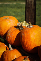 pumpkin in the field, pumpkin background, pumpkins of different sizes, Halloween background