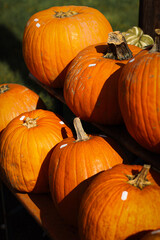 pumpkin in the field, pumpkin background, pumpkins of different sizes, Halloween background