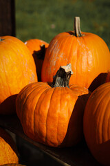 pumpkin in the field, pumpkin background, pumpkins of different sizes, Halloween background