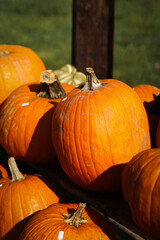 pumpkin in the field, pumpkin background, pumpkins of different sizes, Halloween background