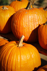 pumpkin in the field, pumpkin background, pumpkins of different sizes, Halloween background
