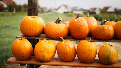 pumpkin in the field, pumpkin background, pumpkins of different sizes, Halloween background