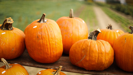 pumpkin in the field, pumpkin background, pumpkins of different sizes, Halloween background
