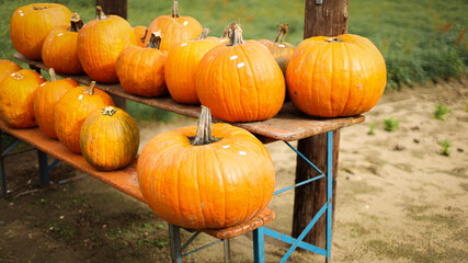 pumpkin in the field, pumpkin background, pumpkins of different sizes, Halloween background
