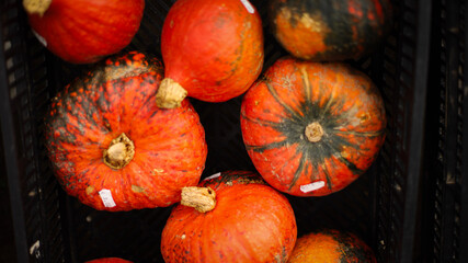 pumpkin in the field, pumpkin background, pumpkins of different sizes, Halloween background