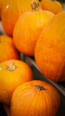 pumpkin in the field, pumpkin background, pumpkins of different sizes, Halloween background