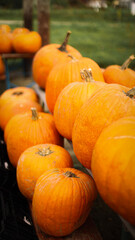 pumpkin in the field, pumpkin background, pumpkins of different sizes, Halloween background