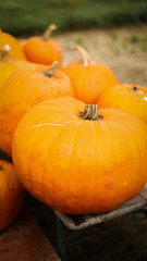 pumpkin in the field, pumpkin background, pumpkins of different sizes, Halloween background