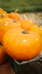 pumpkin in the field, pumpkin background, pumpkins of different sizes, Halloween background