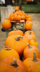 pumpkin in the field, pumpkin background, pumpkins of different sizes, Halloween background