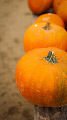 pumpkin in the field, pumpkin background, pumpkins of different sizes, Halloween background