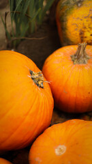 pumpkin in the field, pumpkin background, pumpkins of different sizes, Halloween background