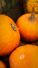 pumpkin in the field, pumpkin background, pumpkins of different sizes, Halloween background