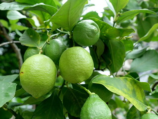 Several unripe green citrus fruits on tree among dark green leaves. Fresh nature motif. Copyspace.