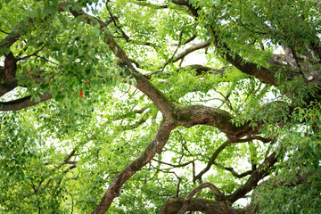 Fototapeta premium Big tree with beautiful branch shape and green leaves before autumn season at parkland in Japan. Nature scene photo.