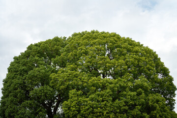 Big tree with beautiful branch shape and green leaves before autumn season at parkland in Japan. Nature scene photo.