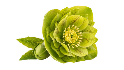 Green Hellebore Flower with Bright Yellow Center on Transparent Background