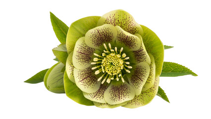 Green Hellebore Flower with Leaves on Transparent Background