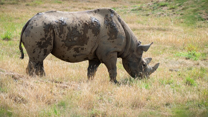 Obraz premium Black Rhinoceros Walking in Grass