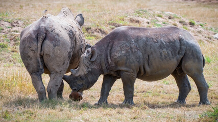 Fototapeta premium Mother Black Rhinoceros with Her Calf