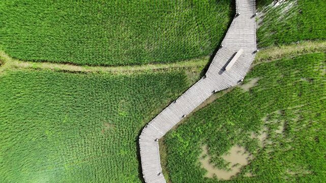 Aerial drone photography of beautiful green rice field landscape. Top view of natural farmland with lush grass and pattern lines. Shot from drone above farmland, Thailand