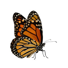 Striking monarch butterfly with intricate wing patterns, a symbol of transformation and beauty in nature, ideal for conservation and educational projects