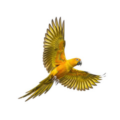 Vibrant sun conure gracefully soars, wings spread in elegant flight against a seamless backdrop, perfect for nature enthusiasts and avian projects
