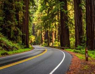Obraz premium Winding road through giant redwood trees, bathed in sunlight, creating an enchanting scene