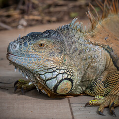 Fototapeta premium Close-Up of an Iguana Side Profile