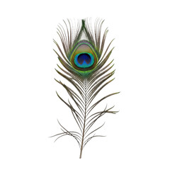 Exotic peacock feather with vibrant blue, green, and gold hues, capturing beauty, elegance, and natural artistry for upscale design projects