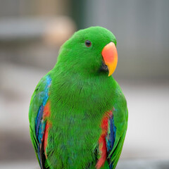 Eclectus Parrot Close up Side View