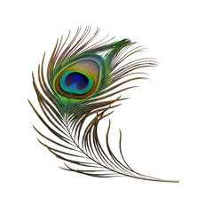 Exquisite peacock feather shimmering with vibrant iridescent colors, perfect for adding a touch of luxury and elegance to your designs