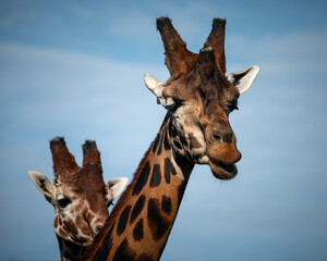 Pair of Rothschild Giraffe Close up Head Shot