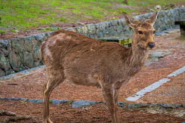 Deer Park, Nara, Japan, South East Asia
