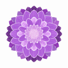 Fototapeta premium Illustration of a vibrant purple dahlia flower with delicate petals on white