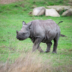 Obraz premium Black Rhinoceros Calf Walking on Grass