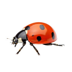 Vibrant ladybug close-up showcasing its vivid red shell and iconic black spots, perfect for nature enthusiasts and educational materials